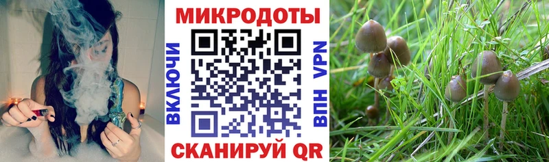 дарнет шоп  Верхний Уфалей  Псилоцибиновые грибы Psilocybine cubensis 